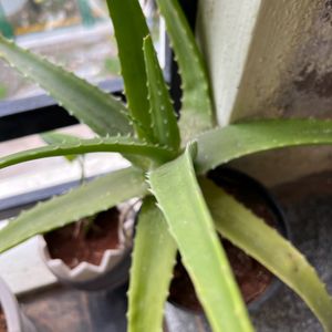 Aloe vera plant