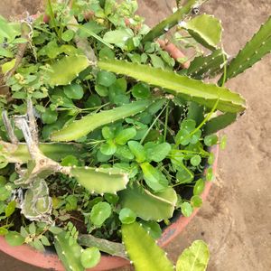 Red Dragon Fruit Cuttings