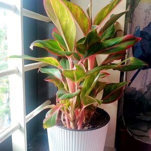 Aglonema 2 Plants Combo