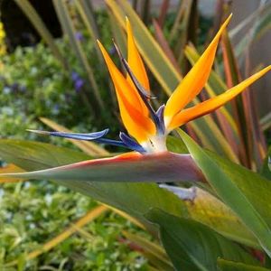 Bird Of Paradise Plant 2