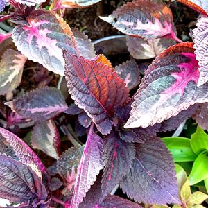 3 Type Of Coleus