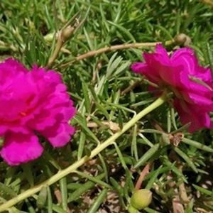 Rosemary Plant