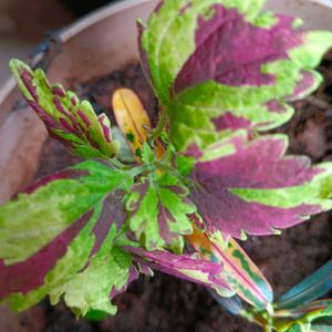 2 Coleus Plant With Cocopeat And Pot