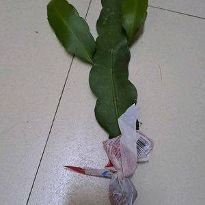 Rooted Brahmakamal Plant