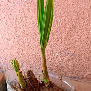 Coconut Plant 🌴🥥