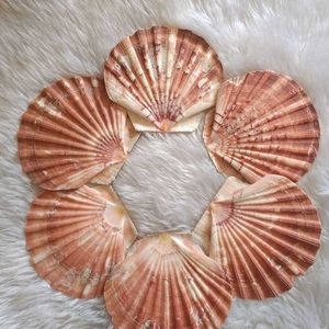 Scallops Shell