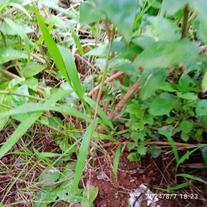 Star Jasmin Plant