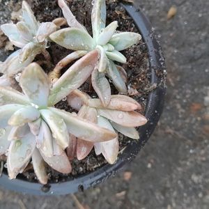 Pachyphytum hookeri Succulent Plant