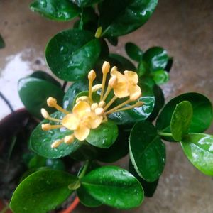 Beautiful Yellow Ixora ( Rangon ) Plant