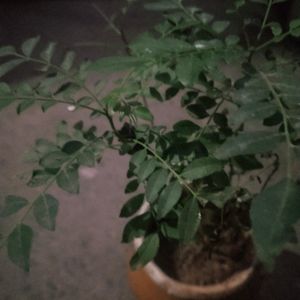 Curry Leaves Healthy Plant With Root