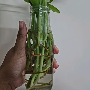 Philodendron Burl Maxx 3 Plants