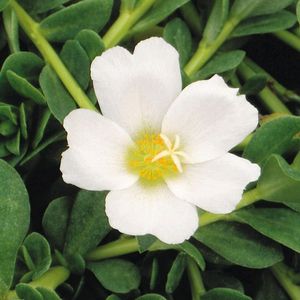 Orange & White Purslane