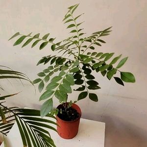 Curry Leaves Plant 🌵& Pot