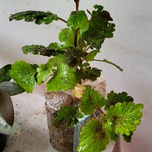 Set 2 Plectranthus Nitidus & Purple Heart Plants