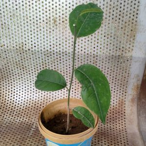 HEALTHY JACKFRUIT PLANT