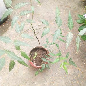 Neem Plant With Healthy Root