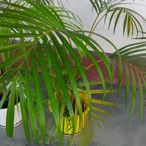 Areca Palm