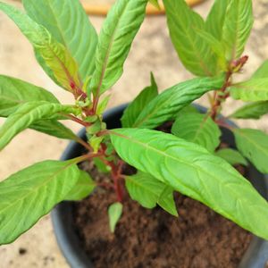 Red Velvet Flower Plant