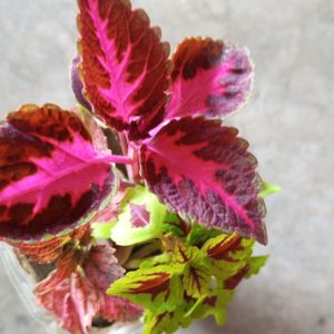 3 Shades Coleus Plant