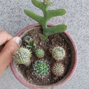 😍Mix Live Cactus 🌵
