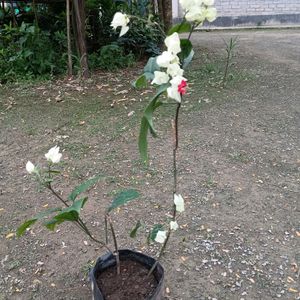 Bleeding Heart Vine❤