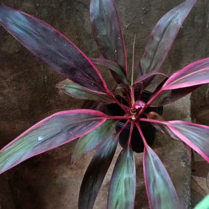 Cordyline Fruticosa Plant Well Rooted