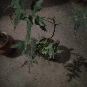 Healthy Neem Plant With Pot