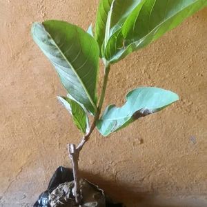 Hybrid Pink Guava Plant