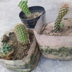 Cactus Plant Combo