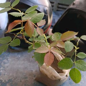 Desi Rose Plant