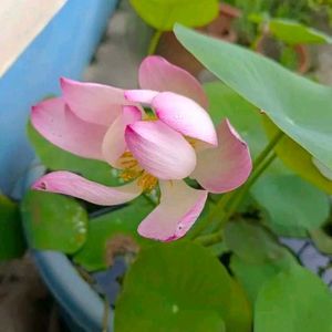 Lotus Flower Seeds