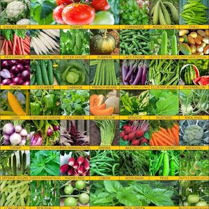 Winter Season Vegetables Seeds Kit 16 type seed