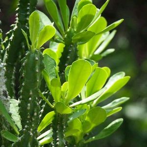 Euphorbia Neriifolia (Indian Spurge)