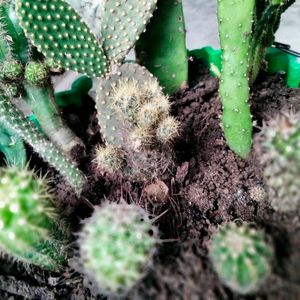 Assorted Cactus (15 Varieties)