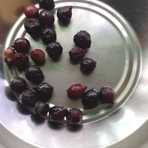 Sandalwood Tree Seeds 5