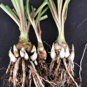 Tuber Rose Bulbs