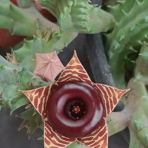 Huernia Zebrina Sacculant Plant