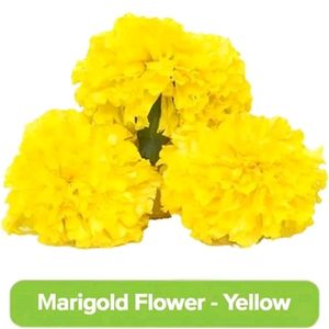 Yellow Marigold Seeds. 50 Seeds Per Packet