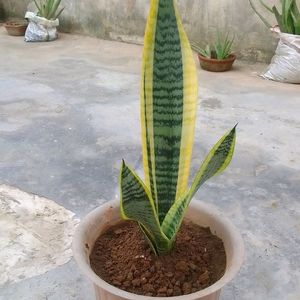 Healthy Snake Plant