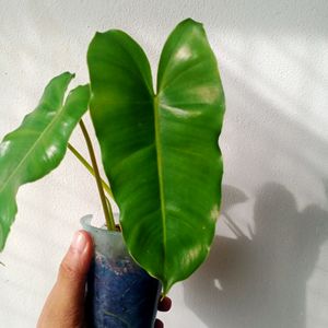 Live Philodendron Plant