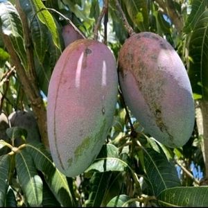 Big 🥭 Mango Plant 🌵