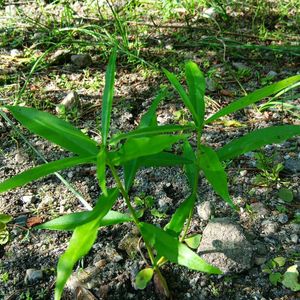 Yellow Karabi Plant