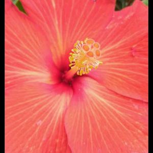 Grafted Hibiscus Plant
