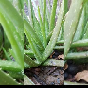 Fresh✨ Medicinal Aloe Vera Plants 🌵 Grab It Fast Guys ⏩⏩