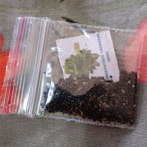 Combo Of 8 Vegetables Seeds