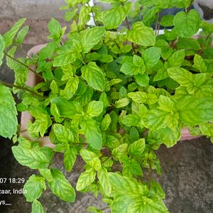 Podina (🌿 Mint) Plant Pack Of 1