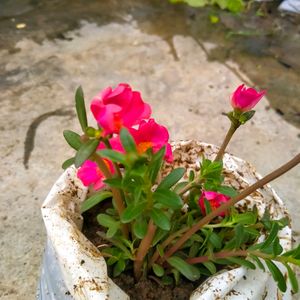 10 "0 clock Live Plant