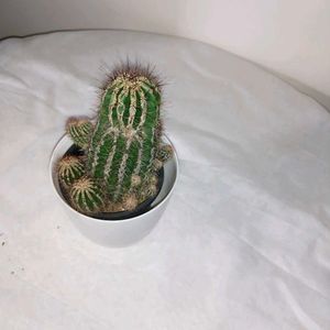 Hedgehog Cactus