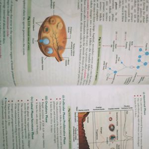 Class12 Biology Xamidea Study Guide