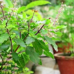 Tulsi Ji Plants